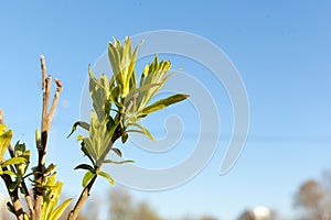 Blooming green leaves on a branch on a Sunny day