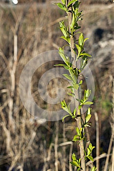 Blooming green leaves on a branch on a Sunny day