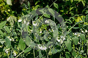 Blooming green pea plants in vegetable garden