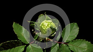 Blooming green roses flower buds on the black background, FULL HD.