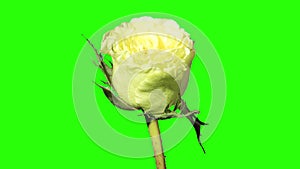 Blooming green roses flower buds on the black background, FULL HD. (Rose Super Green)