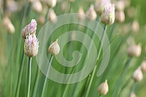 Blooming green stems onions