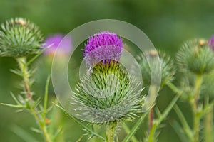 Blooming green thistle with a purple flower and blooming thistles in the background