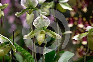 Blooming of Green White Venus Slipper Orchids.