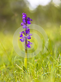 Blooming Green-winged Orchid