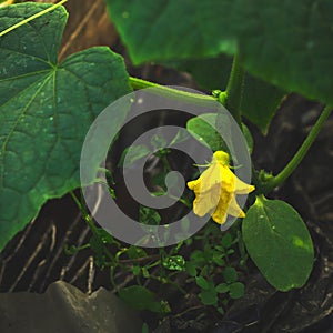 Blooming of greenhouse cucumbers.