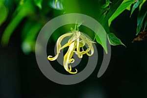 Blooming greenish-yellow ylang-ylang flower hanging in a tree