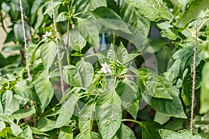 Blooming growing bell pepper