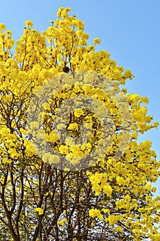 Blooming Guayacan or Handroanthus chrysanth.