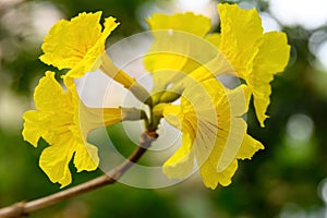 Blooming Guayacan or Handroanthus chrysanthus or Golden Bell Tree