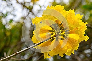 Blooming Guayacan or Handroanthus chrysanthus or Golden Bell Tree