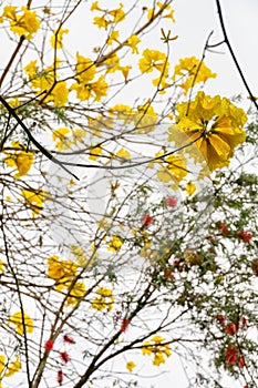 Blooming Guayacan or Handroanthus chrysanthus or Golden Bell Tree