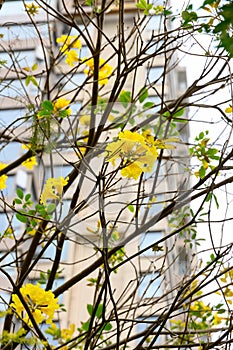 Blooming Guayacan or Handroanthus chrysanthus or Golden Bell Tree