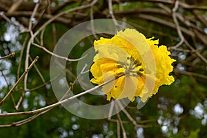 Blooming Guayacan or Handroanthus chrysanthus or Golden Bell Tree