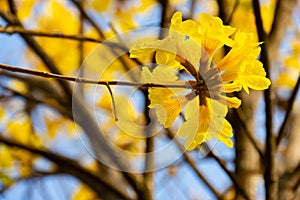 Blooming Guayacan or Handroanthus chrysanthus or Golden Bell Tree