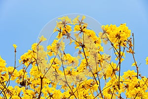 Blooming Guayacan or Handroanthus chrysanthus or Golden Bell Tree