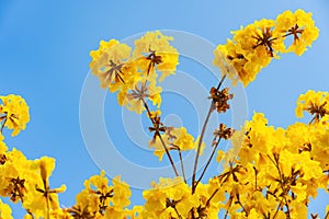 Blooming Guayacan or Handroanthus chrysanthus or Golden Bell Tree