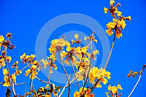 blooming Guayacan or Handroanthus chrysanthus or Golden Bell Tree