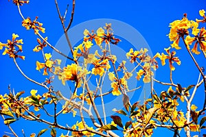 blooming Guayacan or Handroanthus chrysanthus or Golden Bell Tree