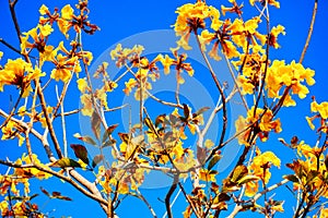 blooming Guayacan or Handroanthus chrysanthus or Golden Bell Tree