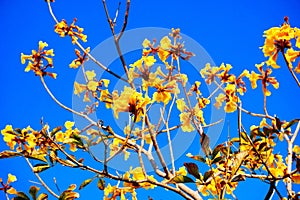 blooming Guayacan or Handroanthus chrysanthus or Golden Bell Tree