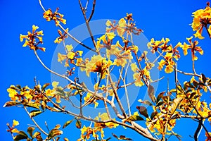 blooming Guayacan or Handroanthus chrysanthus or Golden Bell Tree