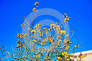 blooming Guayacan or Handroanthus chrysanthus or Golden Bell Tree