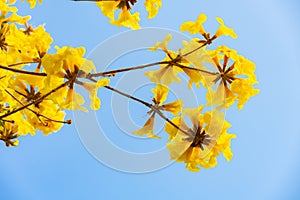 Blooming Guayacan or Handroanthus chrysanthus or Golden Bell Tree photo