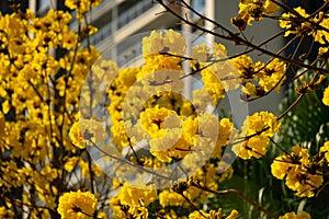 Blooming Guayacan or Handroanthus chrysanthus or Golden Bell Tree in front of a building photo