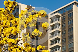 Blooming Guayacan or Handroanthus chrysanthus or Golden Bell Tree  in front of a building