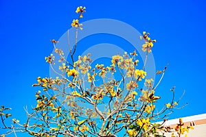 blooming Guayacan or Handroanthus chrysanthus or Golden Bell Tree photo