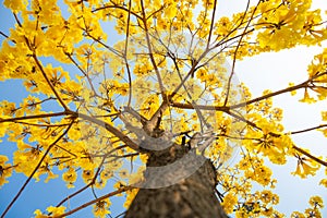 Blooming Guayacan or Handroanthus chrysanthus or Golden Bell Tree under blue sky