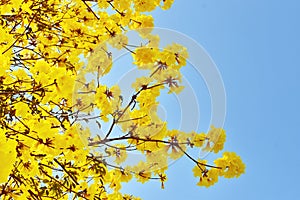 Handroanthus chrysanthus. Ã Â¸ÂºBlooming Guayacan.