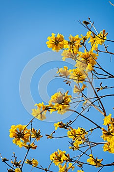 Guayacan or Handroanthus chrysanthus or Golden Bell Tree vertical composition photo
