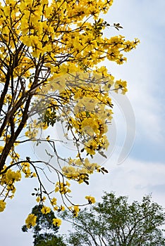 Guayacan or Handroanthus chrysanthus tree photo