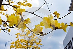 Guayacan or Handroanthus chrysanthus tree photo