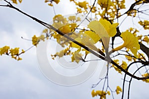 Guayacan or Handroanthus chrysanthus tree photo