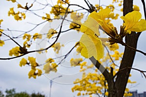 Blooming Guayacan tree