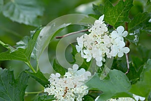 Blooming guelder-rose, Viburnum opulus