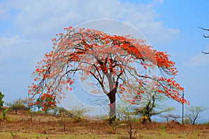 A blooming Gulmohar tree