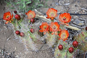 Blooming Gurney Claret cup Cactus