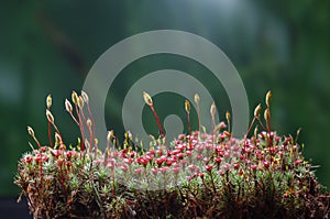 Blooming haircap moss photo