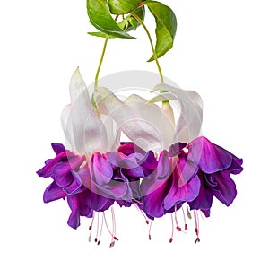 Blooming hanging twig in shades of dark violet and white fuchsia