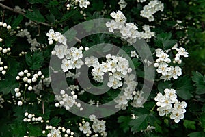 Blooming hawthorn bush. Green bush with white flowers in the forest. Close-up, summer natural background