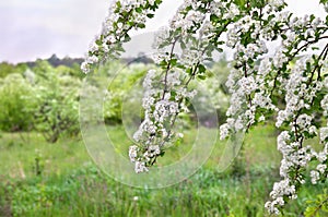 Blooming hawthorn in garden ( Crataegus monogyna ). Common names: common hawthorn, single-seeded hawthorn