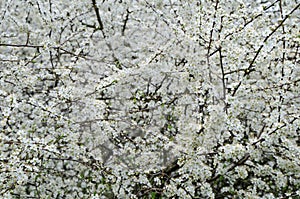 Blooming hawthorn tree