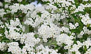 Blooming hawthorn tree