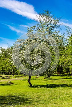 Blooming hawthorn tree