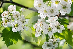 Blooming Hawthorn tree flower bush