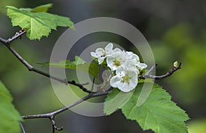 Blooming hawthorn tree in spring, white fresh flowers and green leaves close up